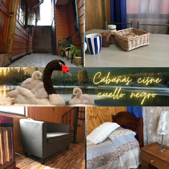 Cabanas Cisne Cuello Negro Apartment Валдивия Екстериор снимка
